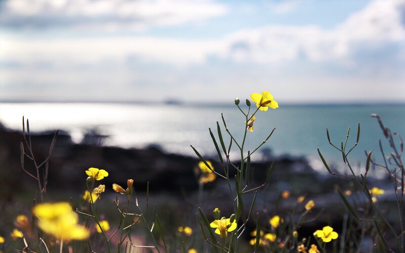 Yellow flowers by the sea