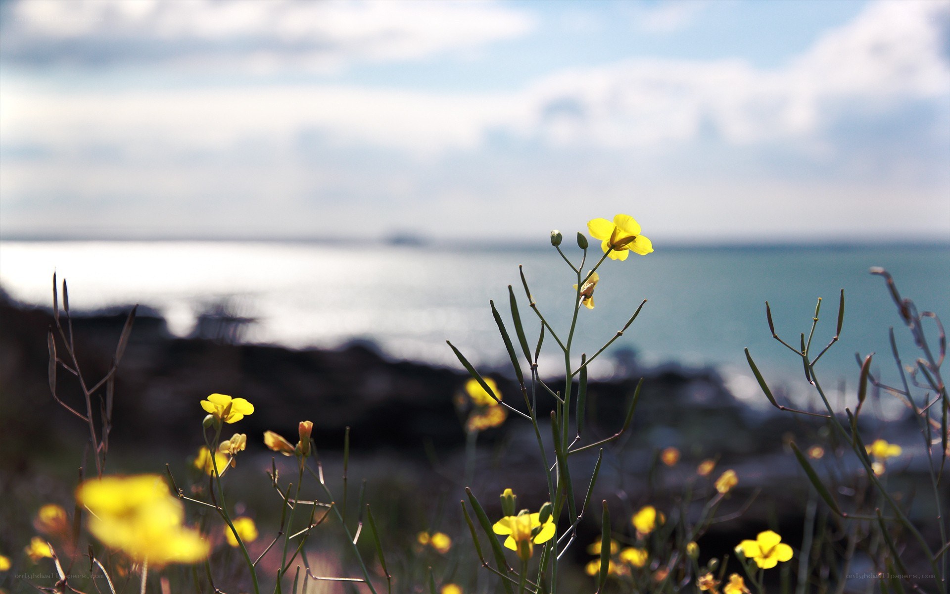 Yellow flowers by the sea
