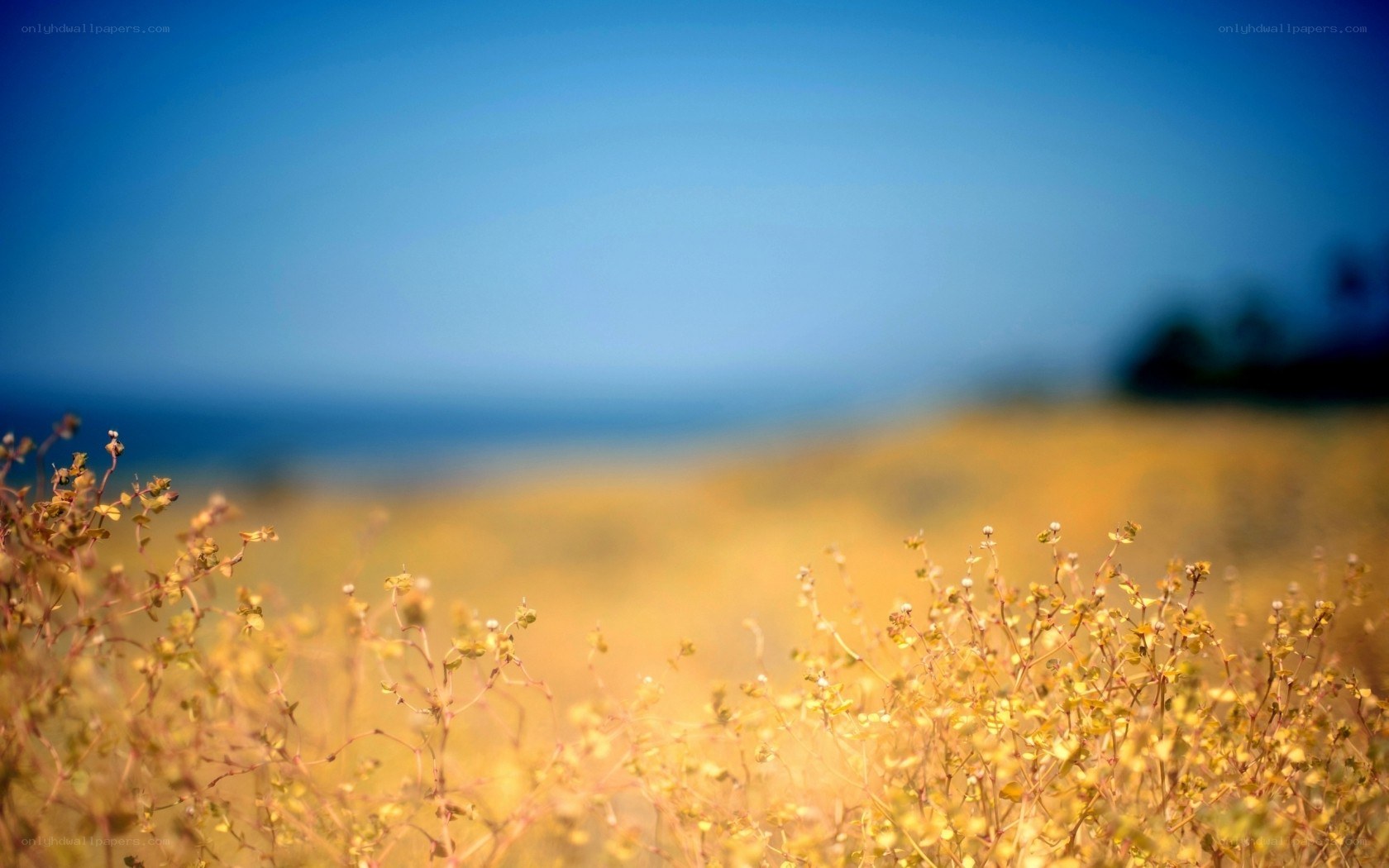 Yellow flowers by the sea