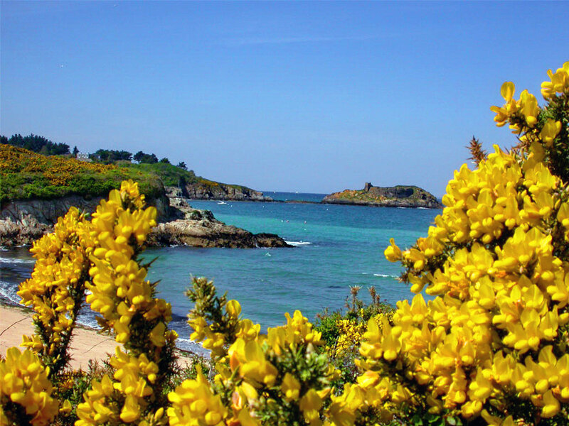 Yellow Flowers by the Sea — Serene, Summer