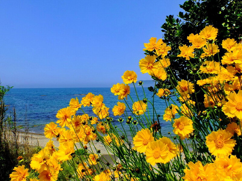 Yellow Flowers by the Sea — Serene
