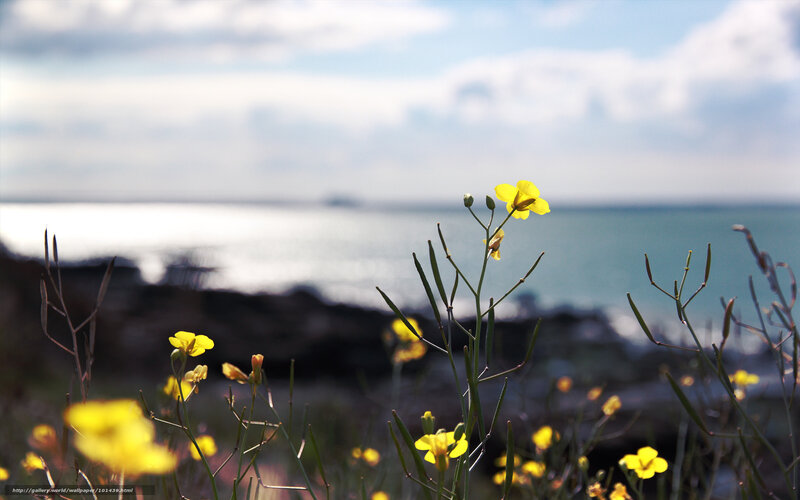 Yellow flowers by the sea
