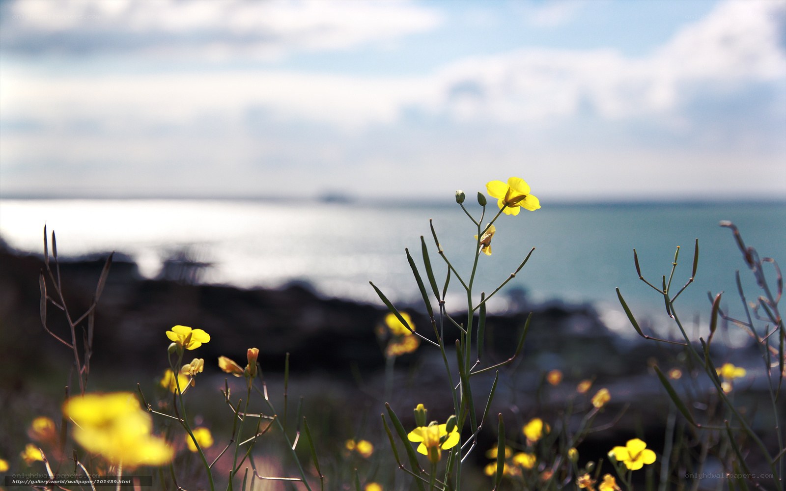 Yellow flowers by the sea