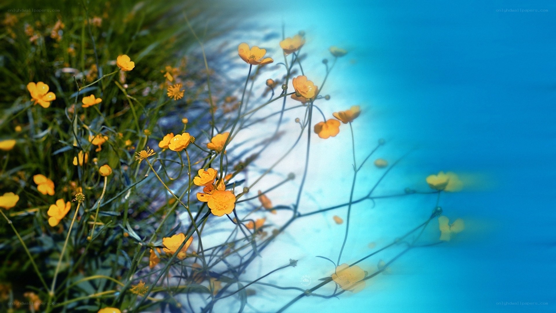 Yellow flowers by the water