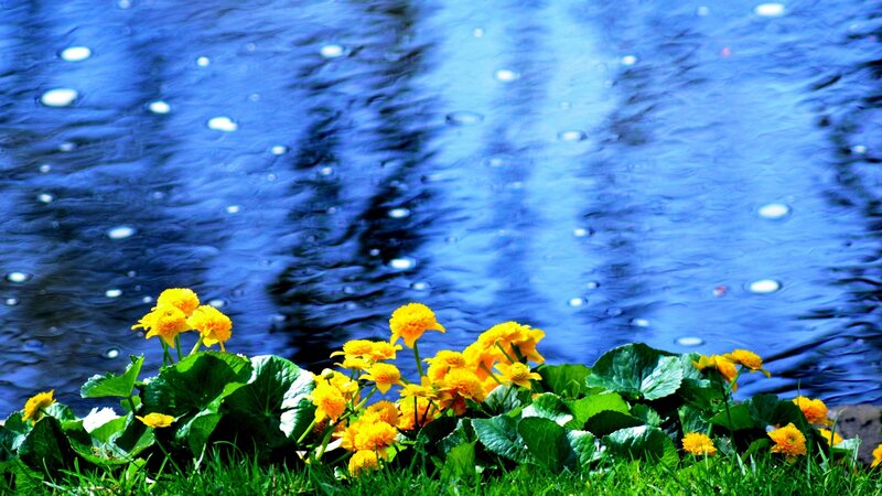 Yellow Flowers by Water — Blue, Serene