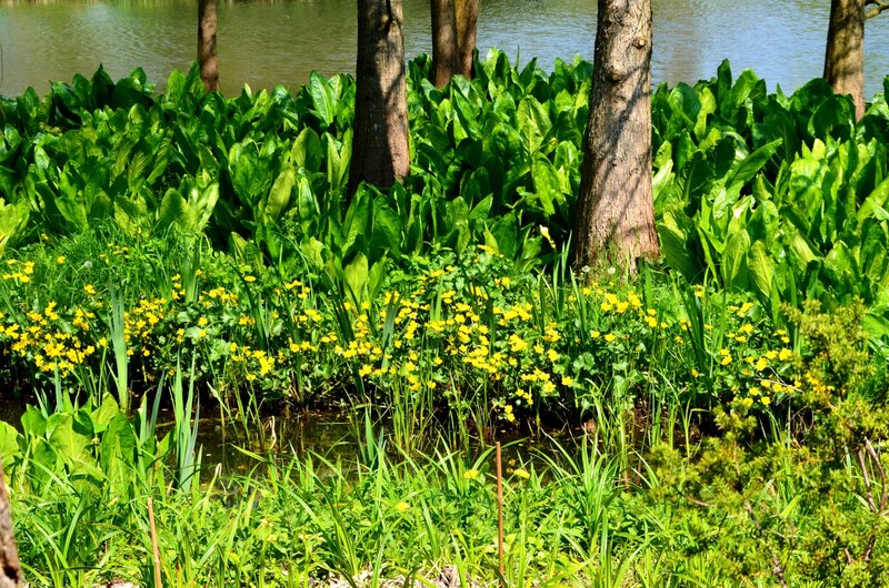 Yellow Flowers by Water — Green, Serene