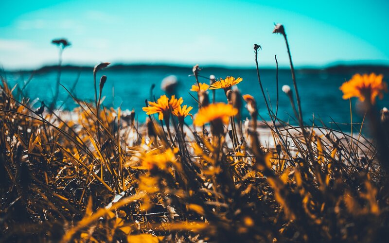 Yellow Flowers by Water — Serene, Afternoon, Photograph