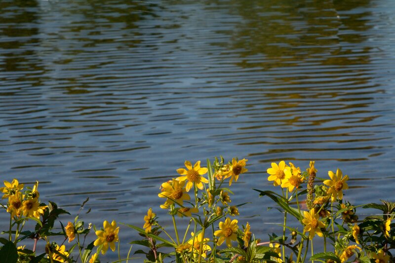 Yellow Flowers by Water — Serene, Afternoon