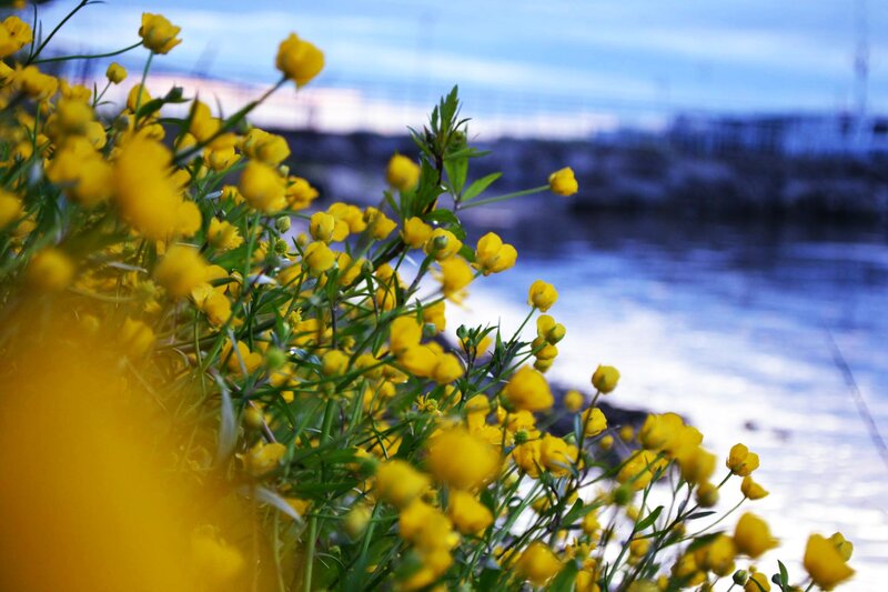 Yellow Flowers by Water — Serene, Sunset