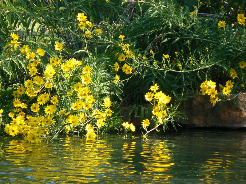 Yellow Flowers by Water — Serene