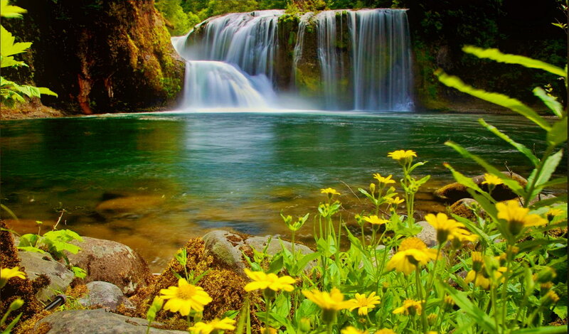 Yellow Flowers by Waterfall — Green