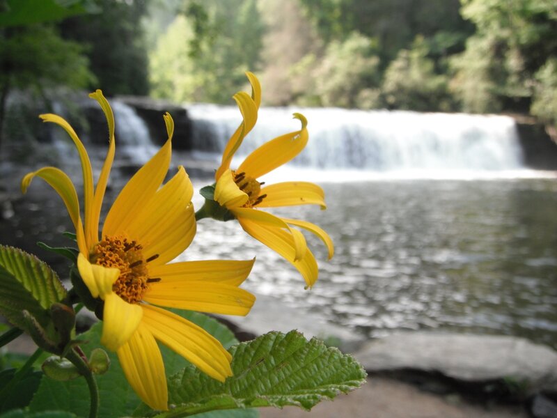 Yellow Flowers by Waterfall — Serene, Afternoon