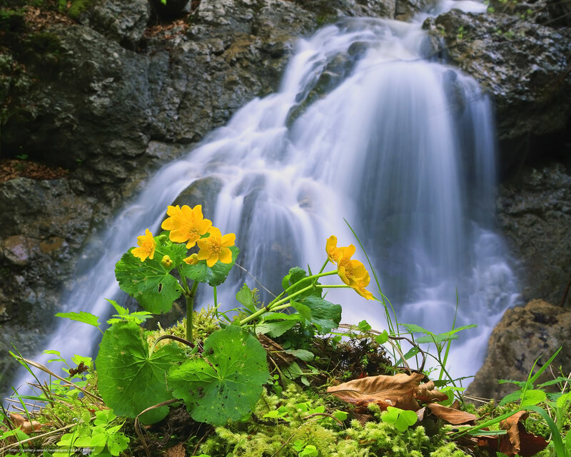 Yellow Flowers by Waterfall — Serene, Spring