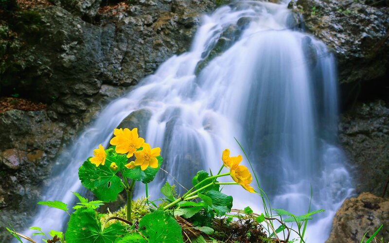 Yellow Flowers by Waterfall — Serene