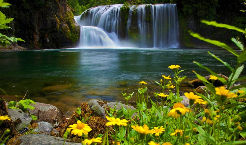 Yellow Flowers by Waterfall