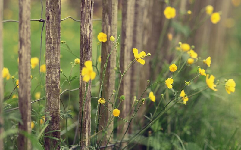 Yellow flowers by wooden fence