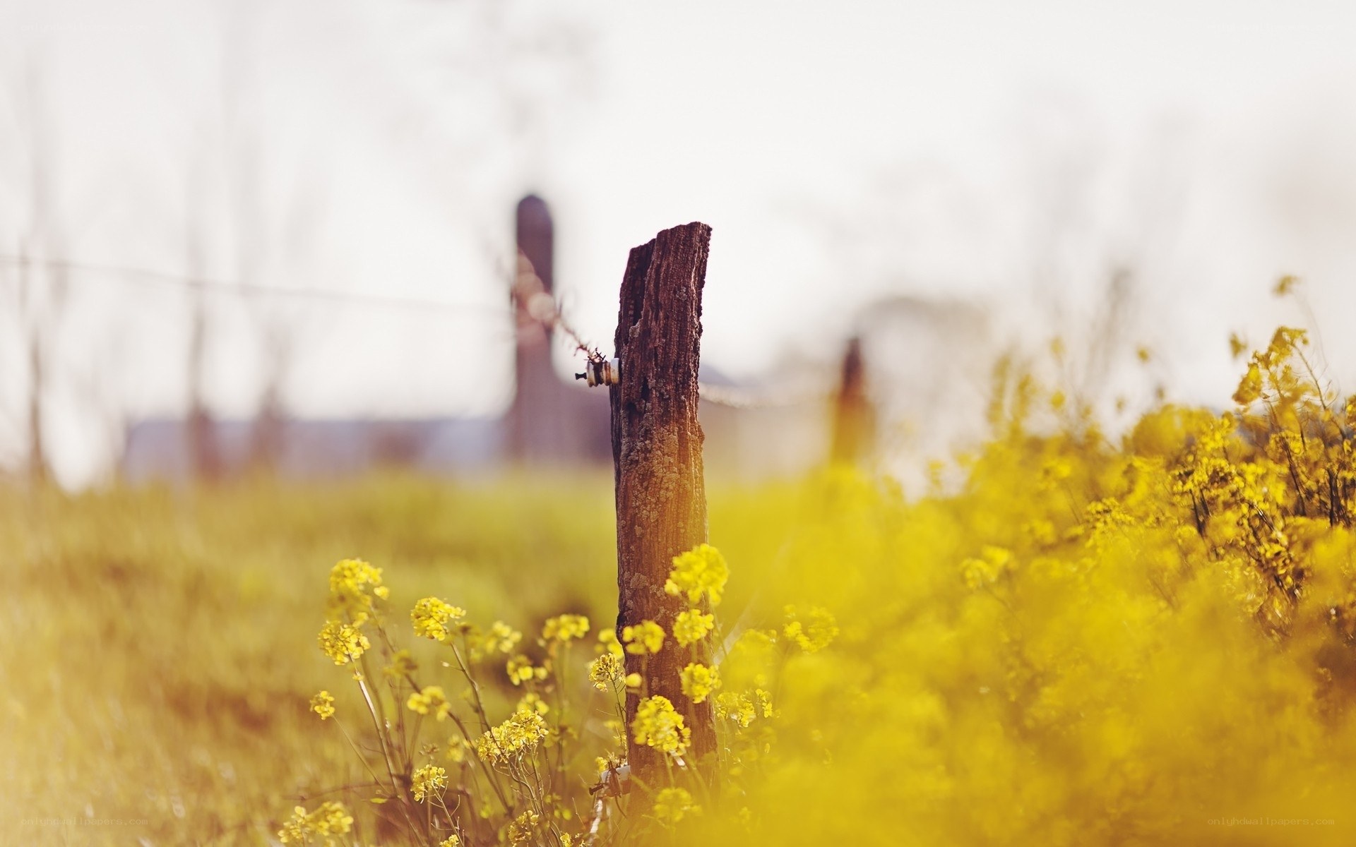 Yellow flowers by wooden post
