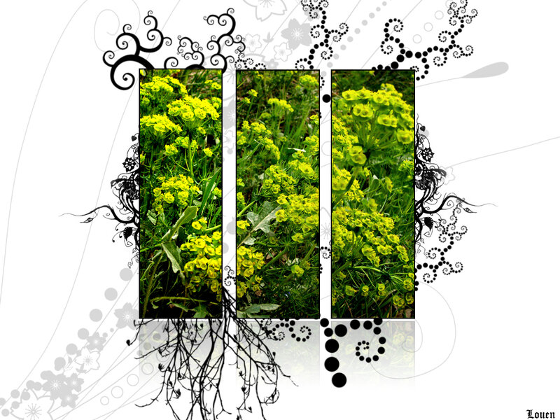 yellow flowers collage