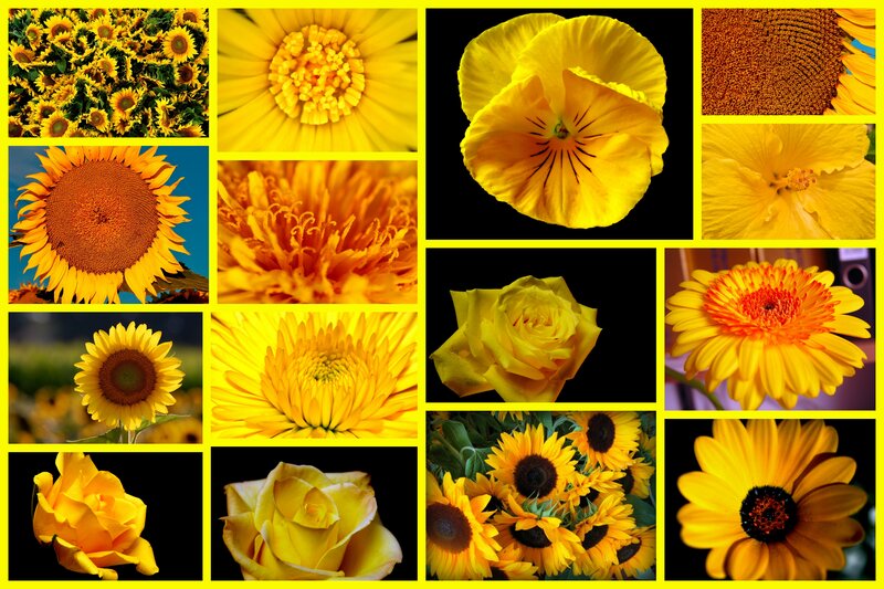 Yellow Flowers Collage — Vibrant