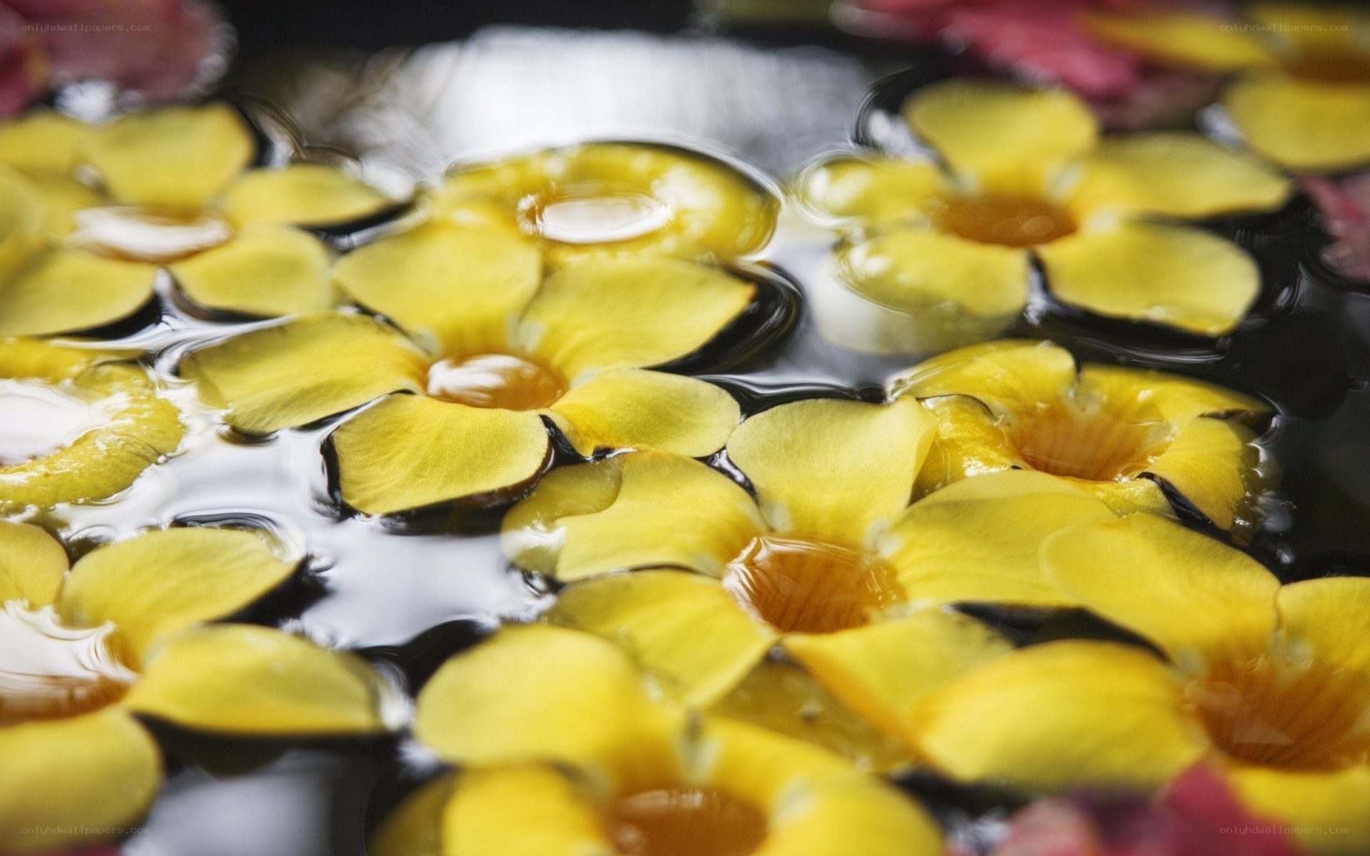 yellow flowers floating on water