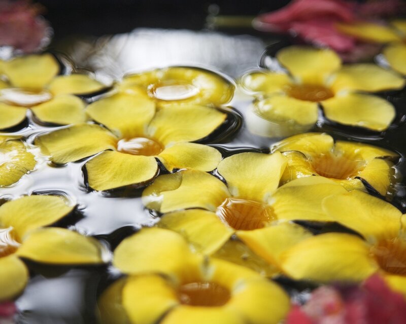 Yellow flowers floating on water