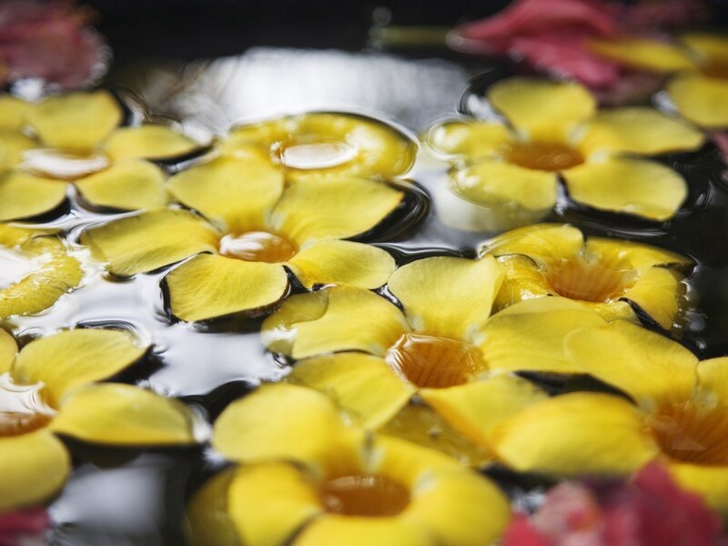Yellow Flowers Floating on Water — Serene