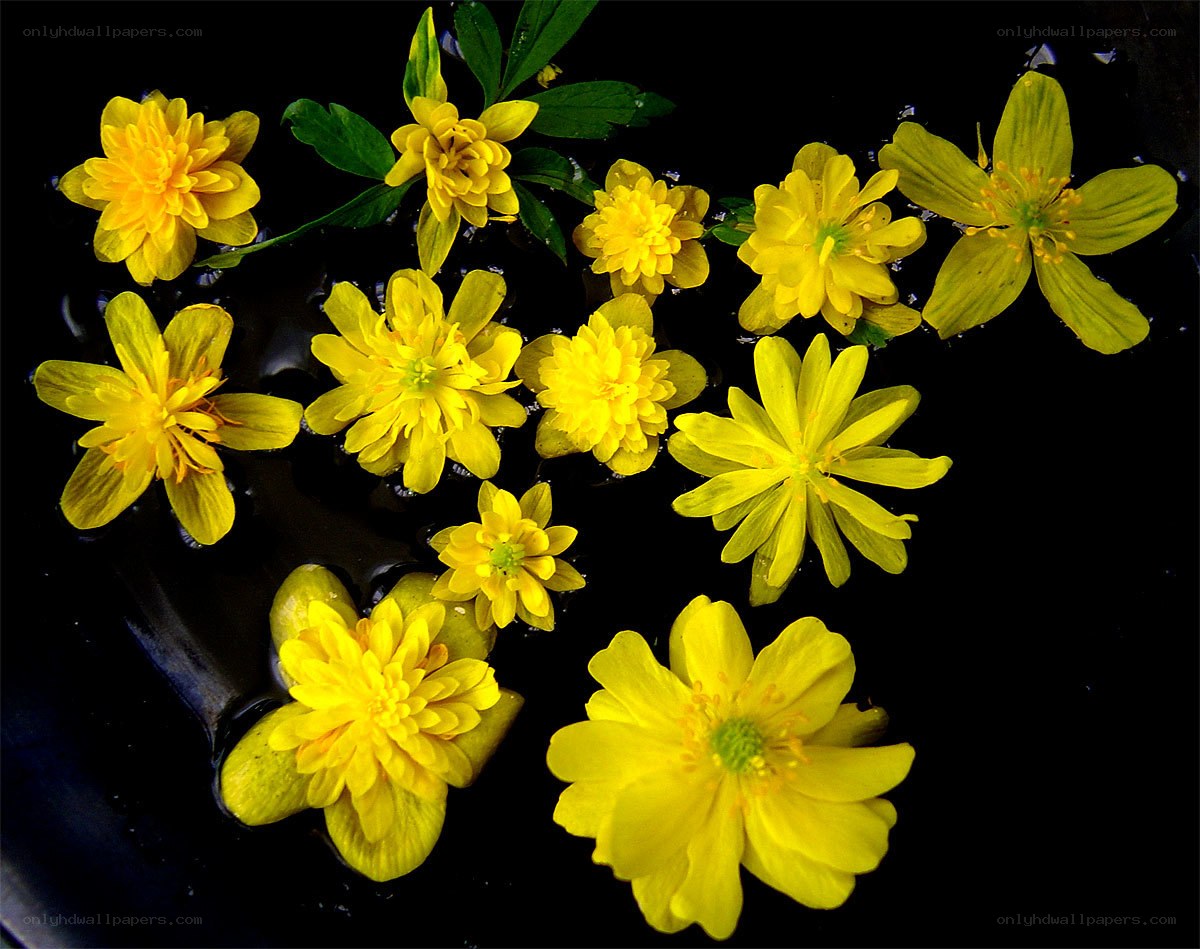 Yellow flowers floating on water