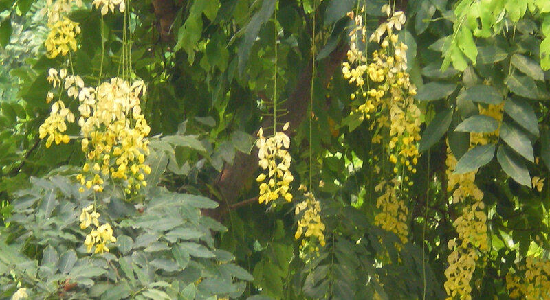 Yellow flowers hanging from a tree