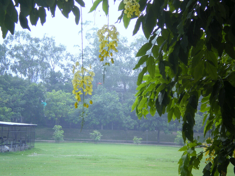 Yellow Flowers Hanging