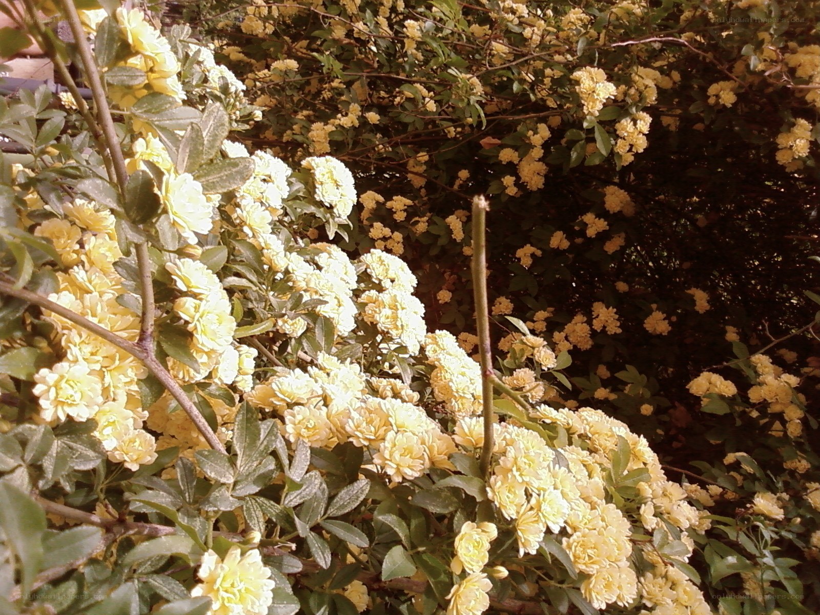 Yellow flowers in a bush