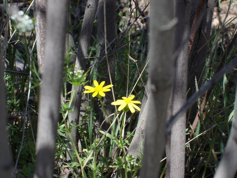 Yellow flowers in a bush