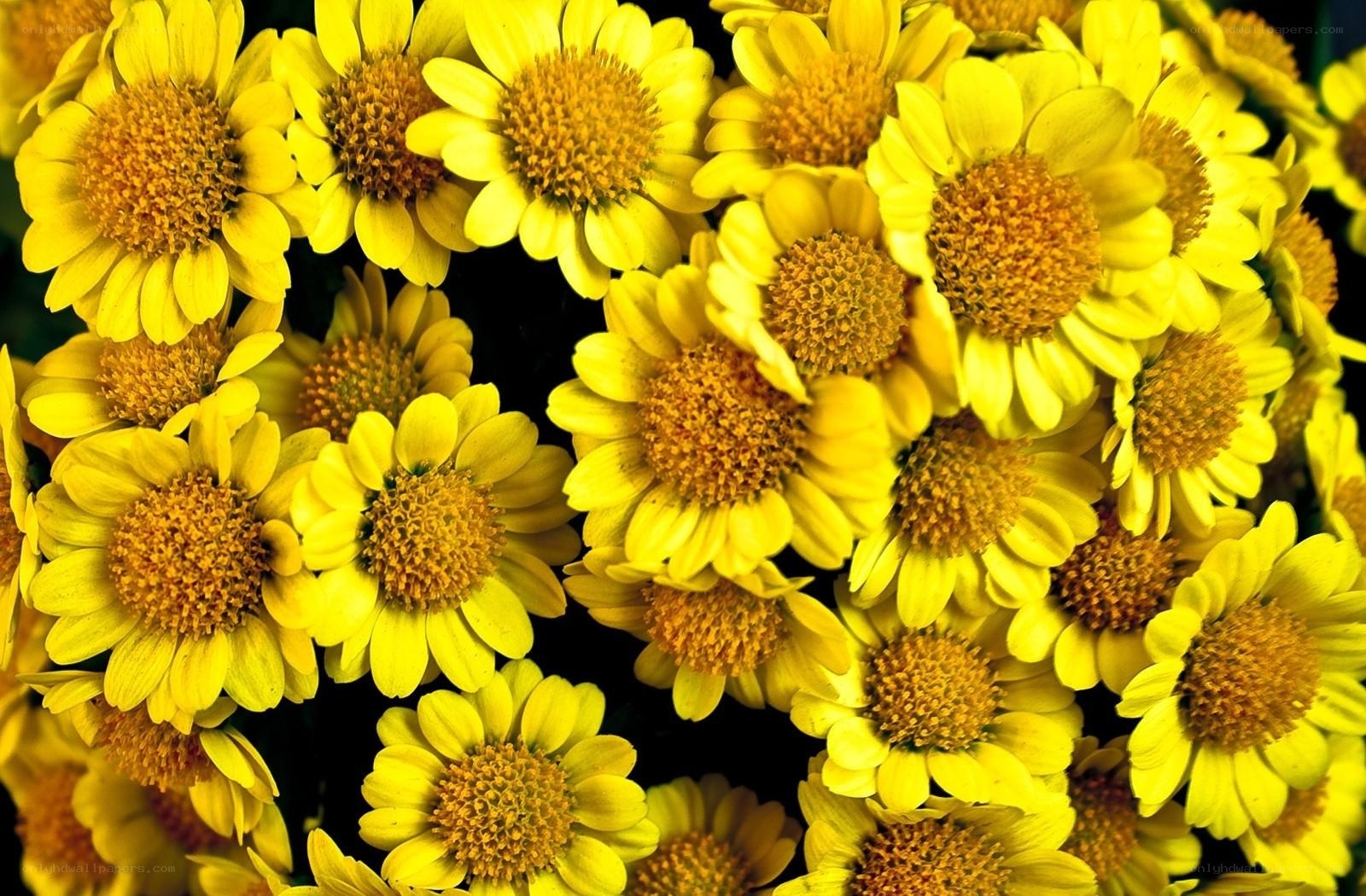 Yellow flowers in a cluster