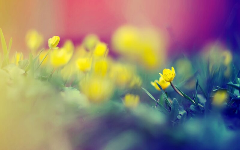Yellow flowers in a colorful field