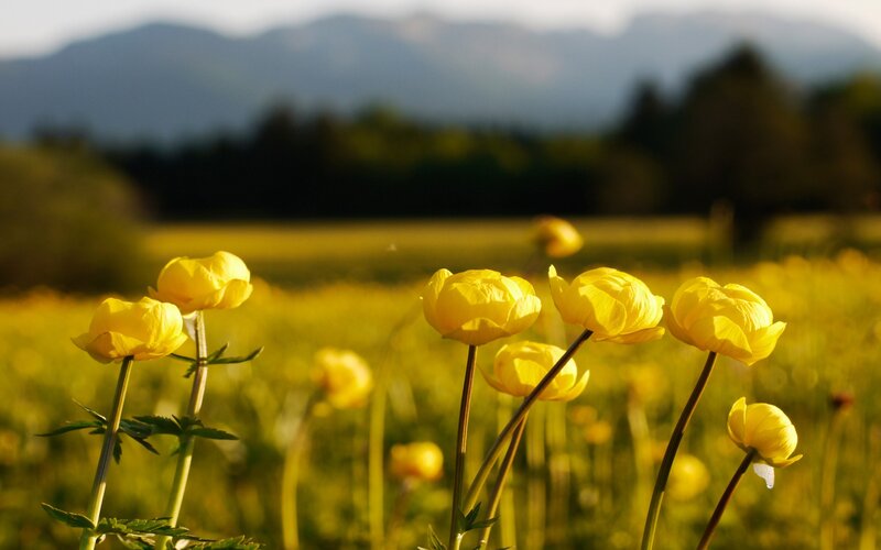 Yellow flowers in a field