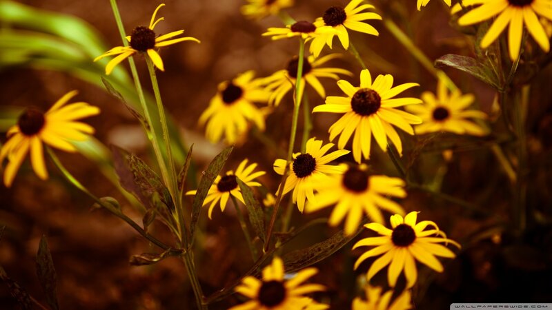 Yellow flowers in a field