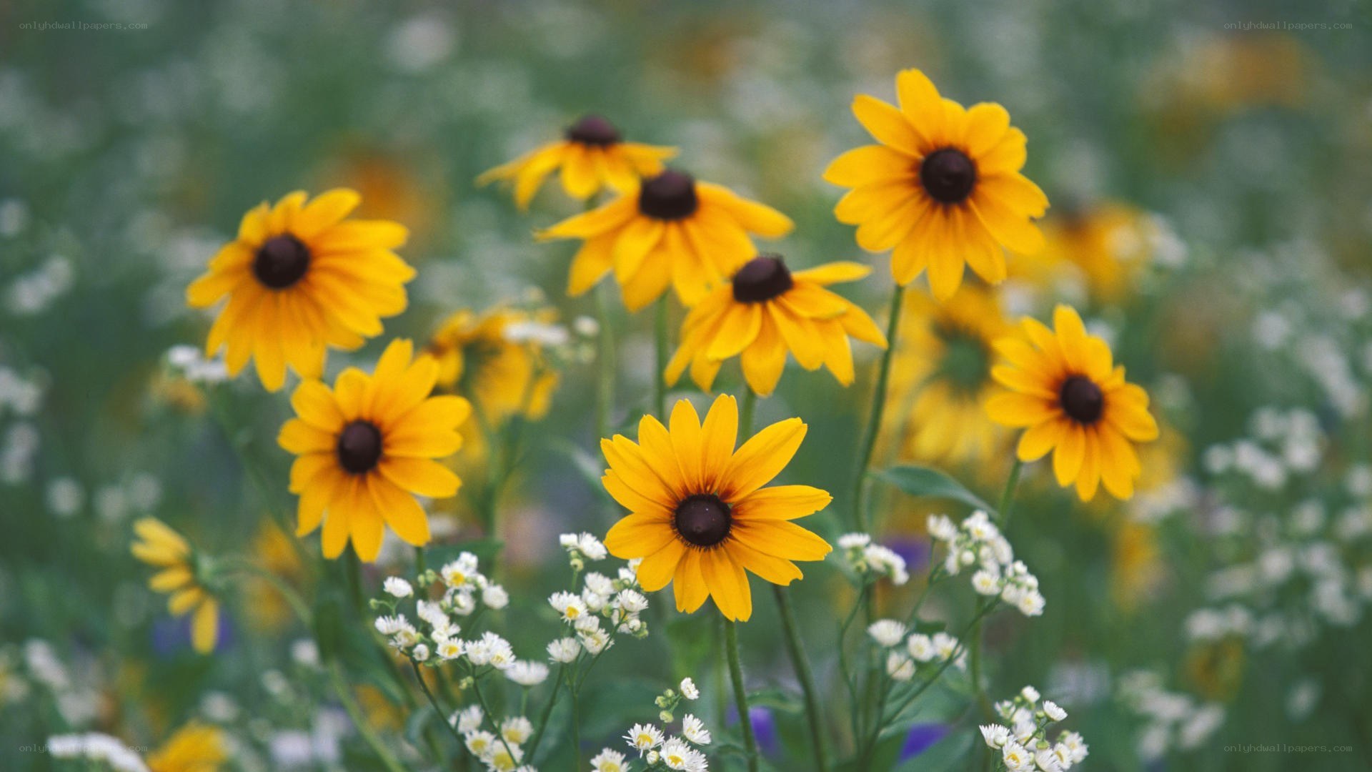 Yellow flowers in a field