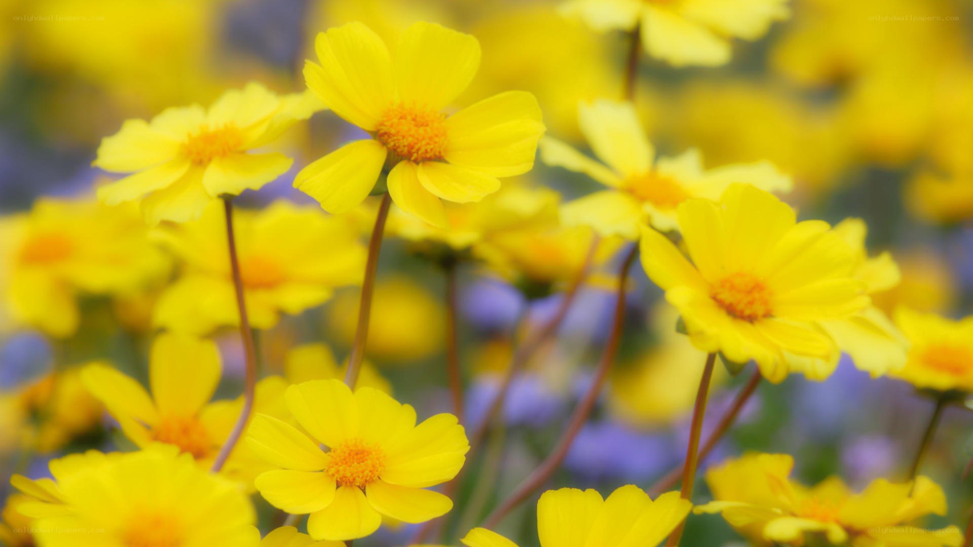 yellow flowers in a field