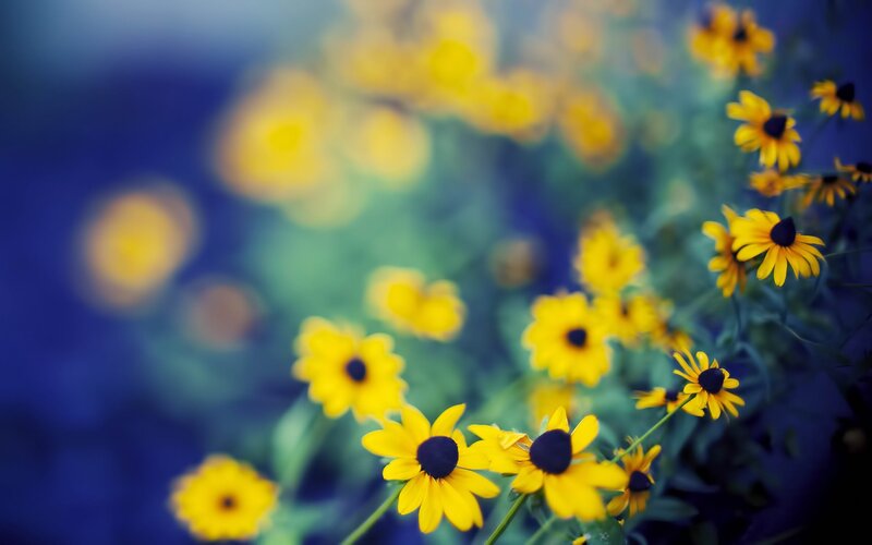 Yellow flowers in a field