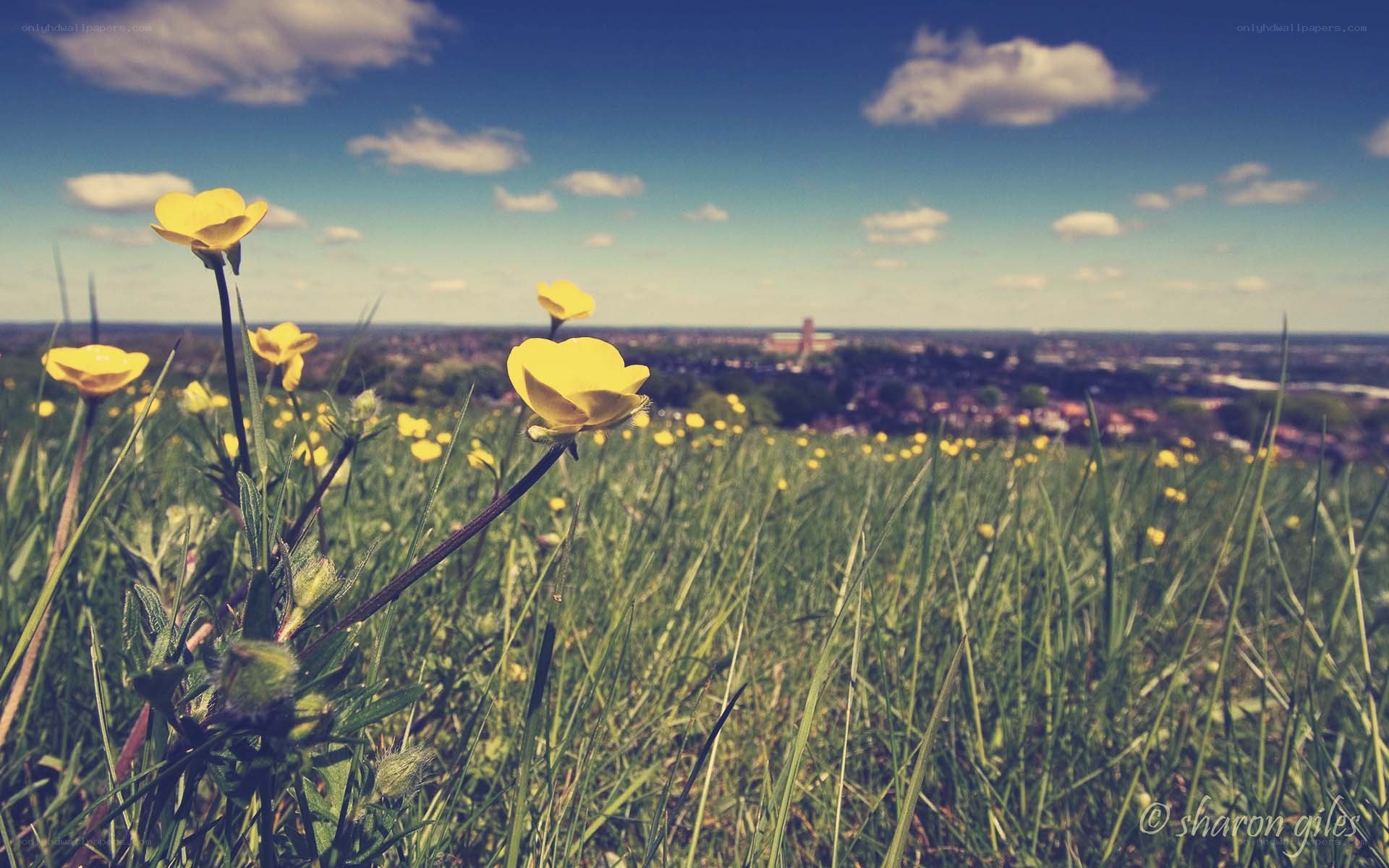 Yellow flowers in a field