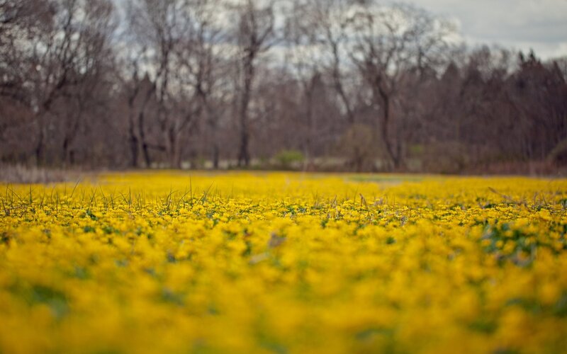 Yellow flowers in a field
