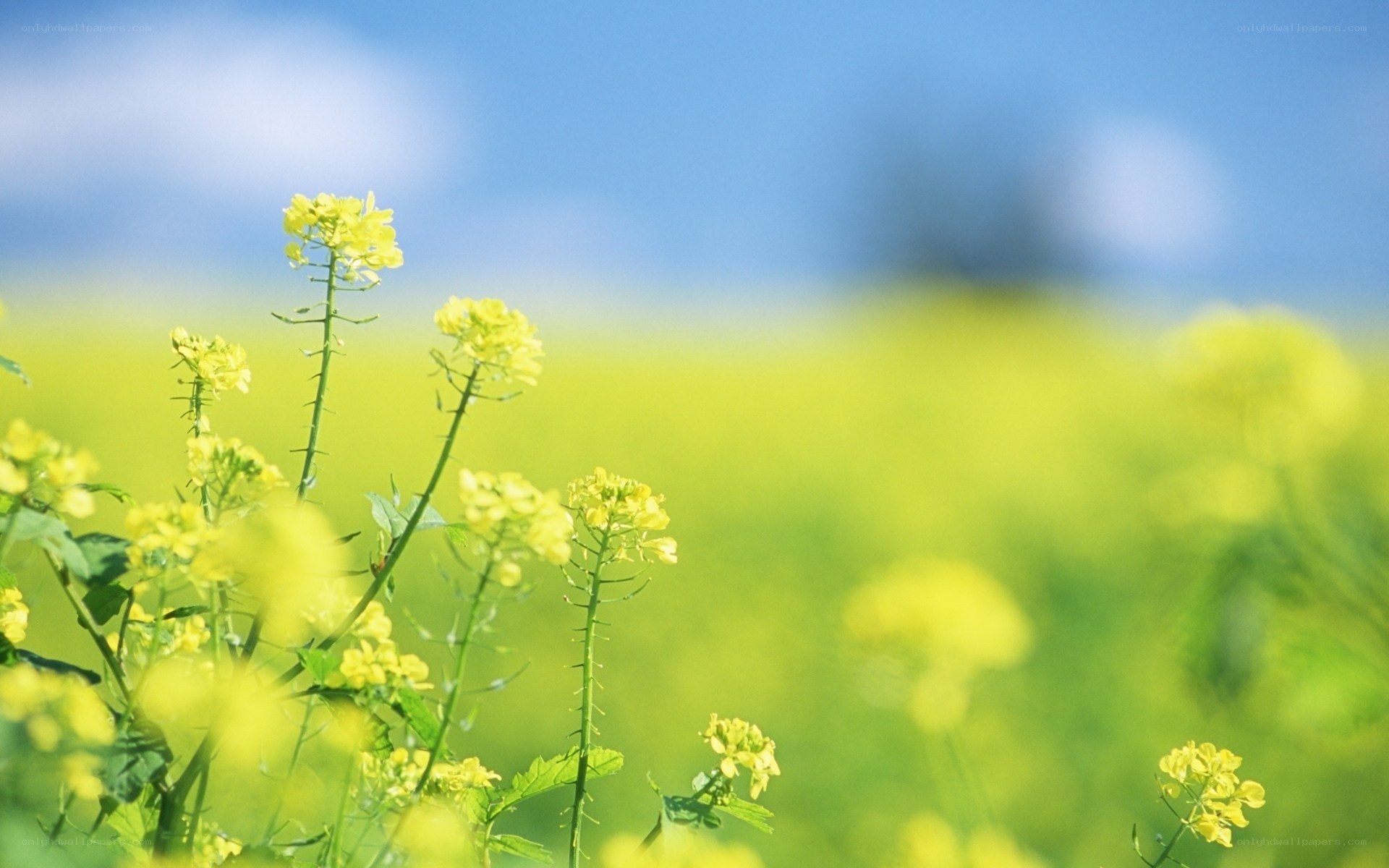 Yellow flowers in a field
