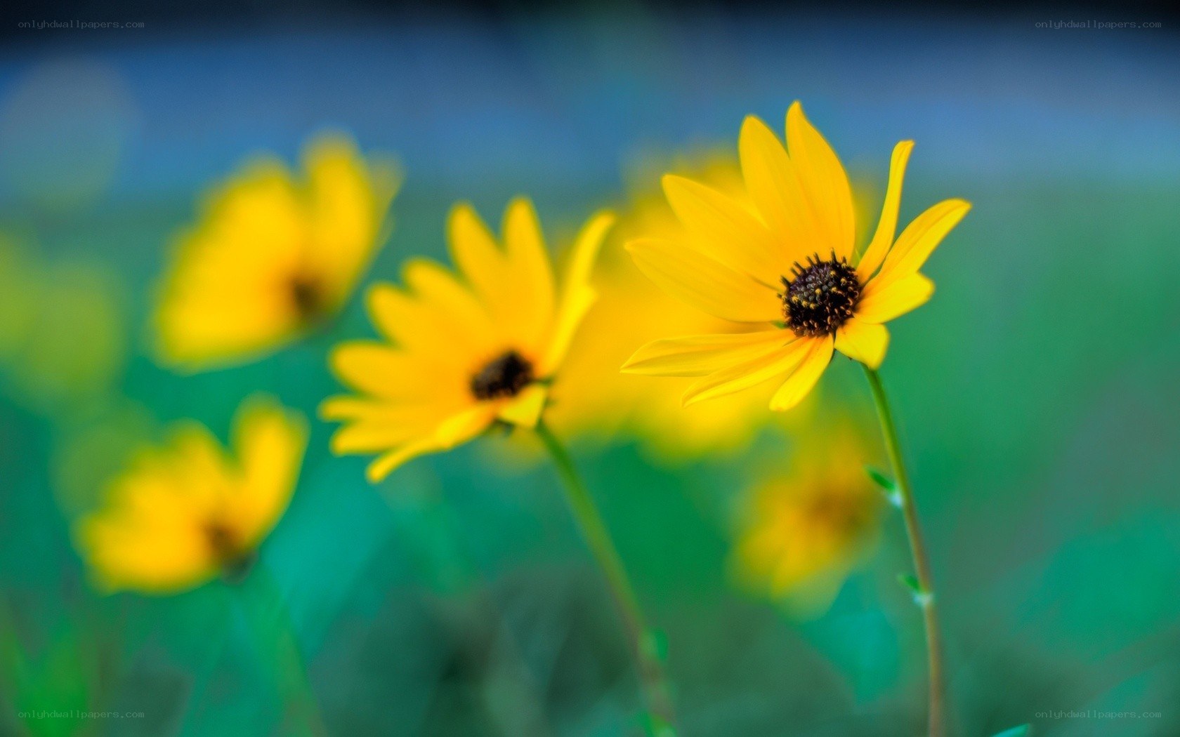 Yellow flowers in a field