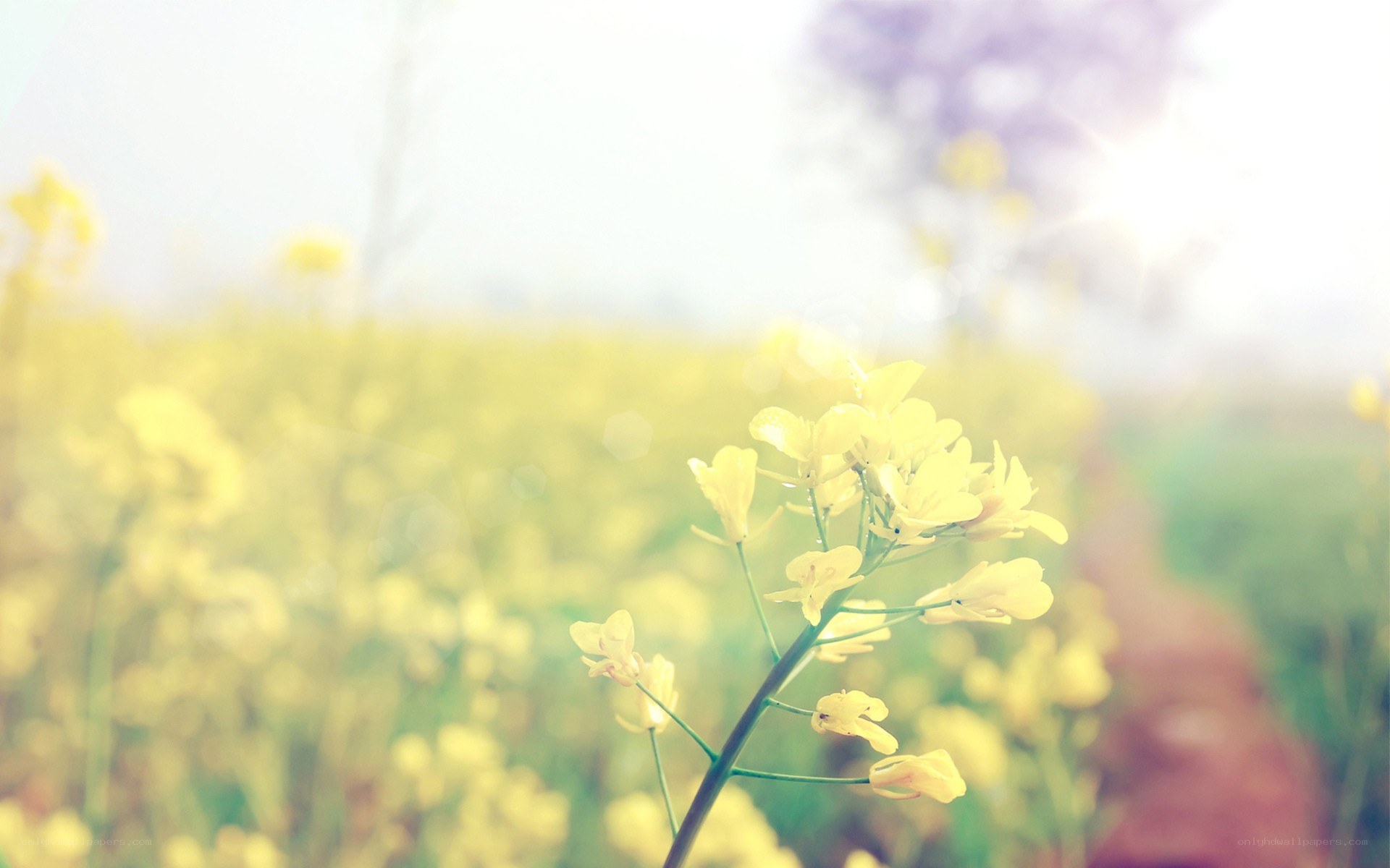 yellow flowers in a field