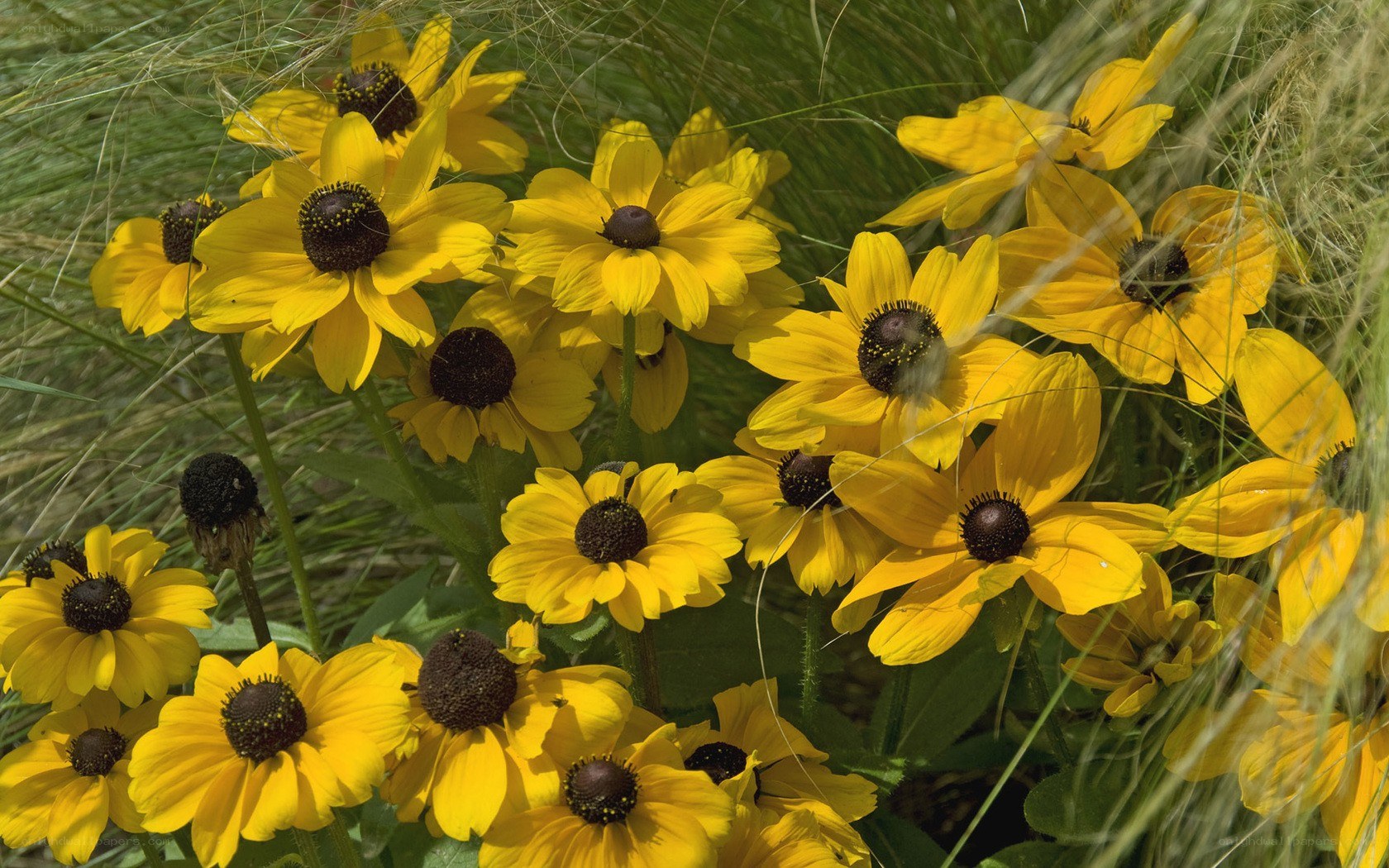 Yellow flowers in a field