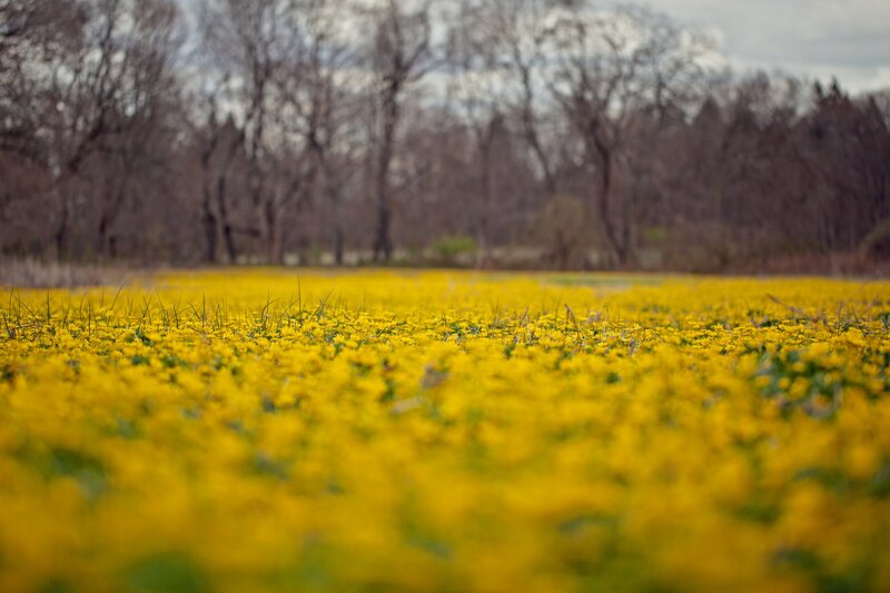 Yellow flowers in a field