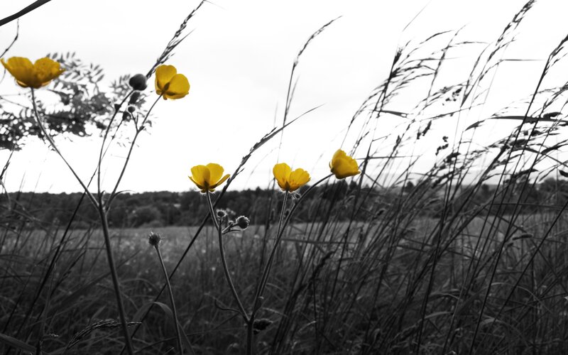 Yellow flowers in a field