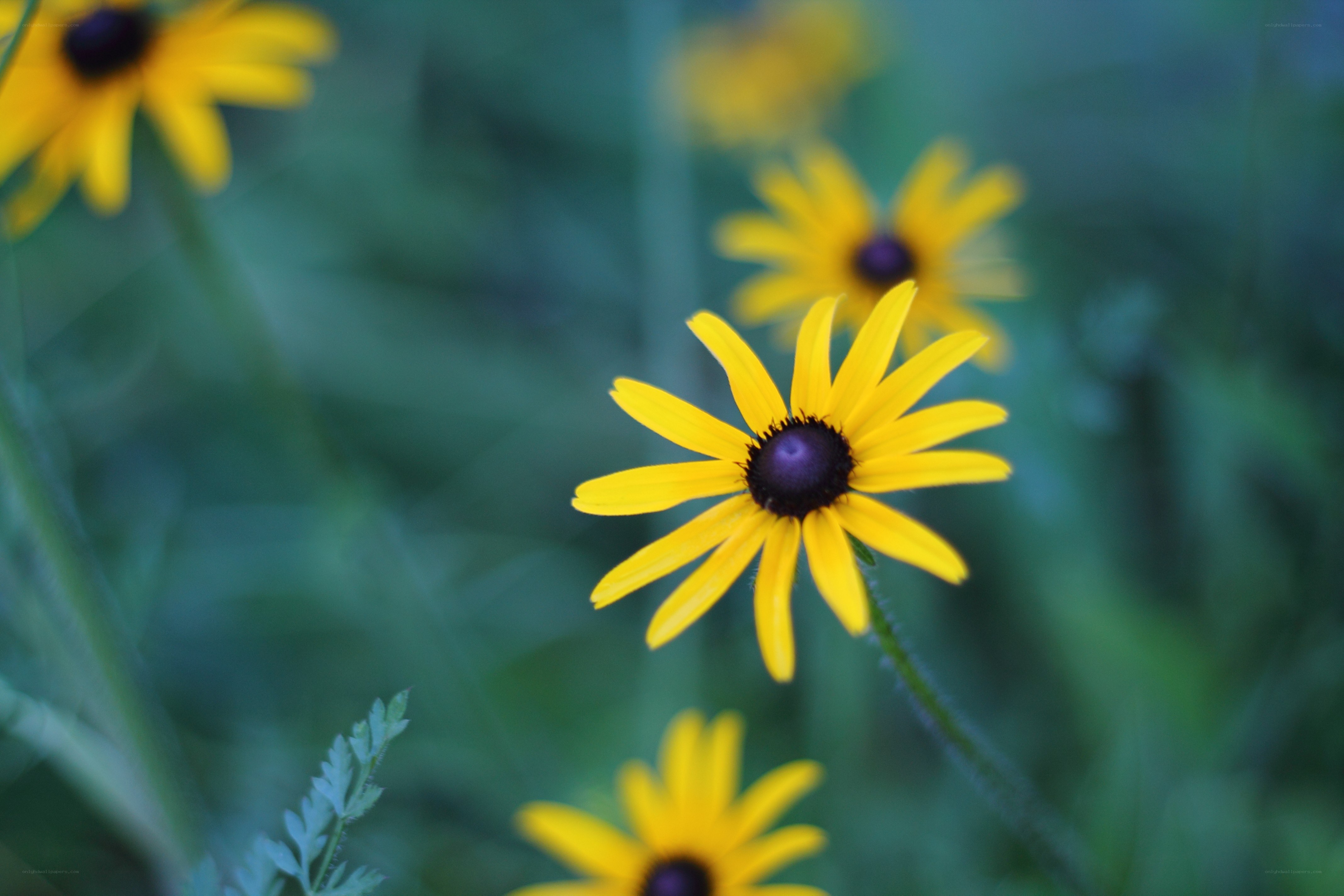 Yellow flowers in a field