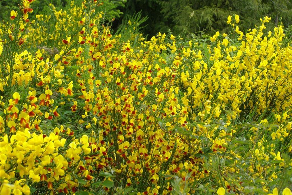 Yellow flowers in a field