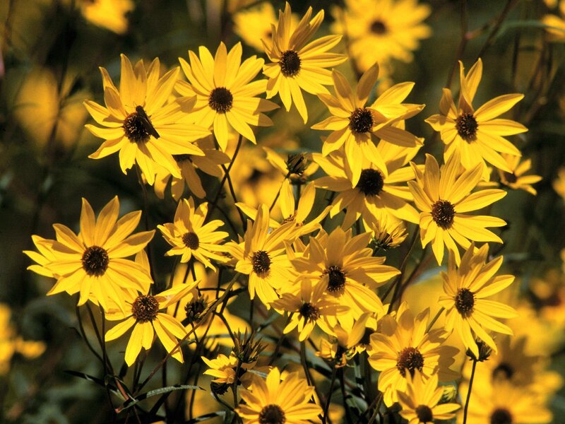 Yellow flowers in a field