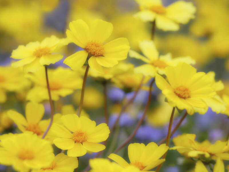 Yellow flowers in a field